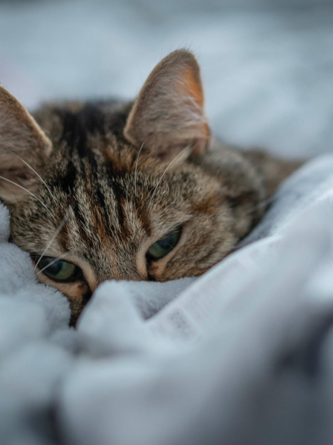 Plaid en fausse fourrure gris