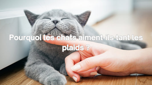 Pourquoi les chats aiment les plaids ?