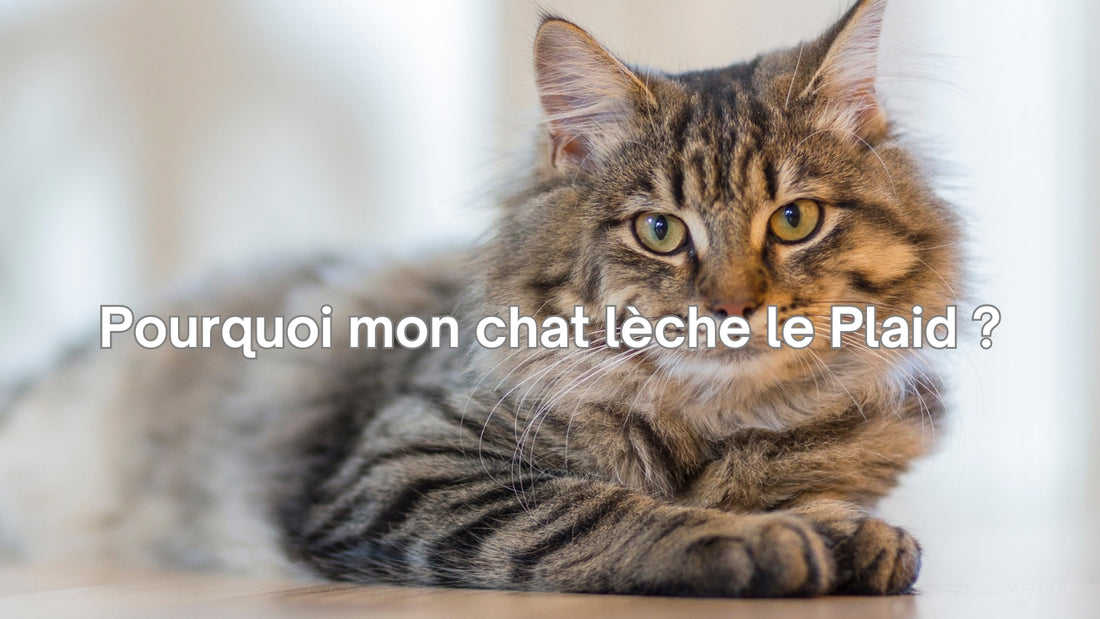 Pourquoi mon chat lèche le plaid ?